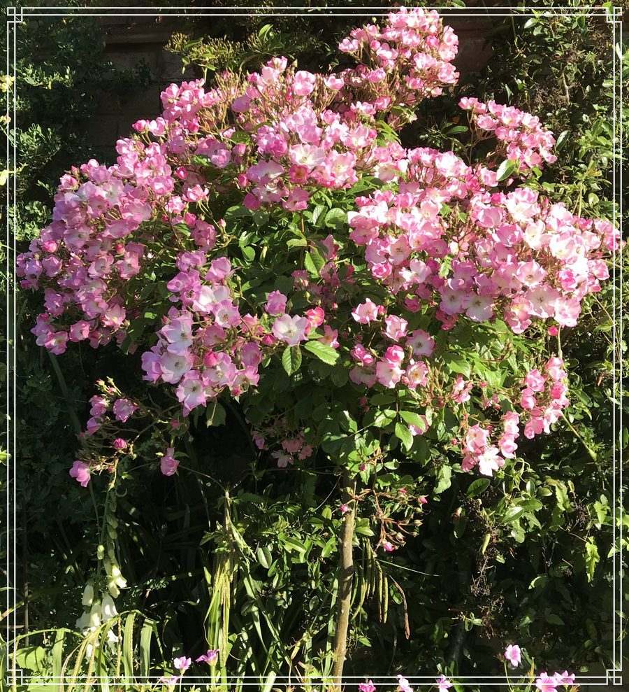Ballerina róża pienna